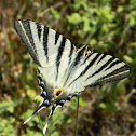 Scarce swallowtail
