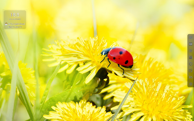 Beetle HD Wallpapers - Custom New Tab