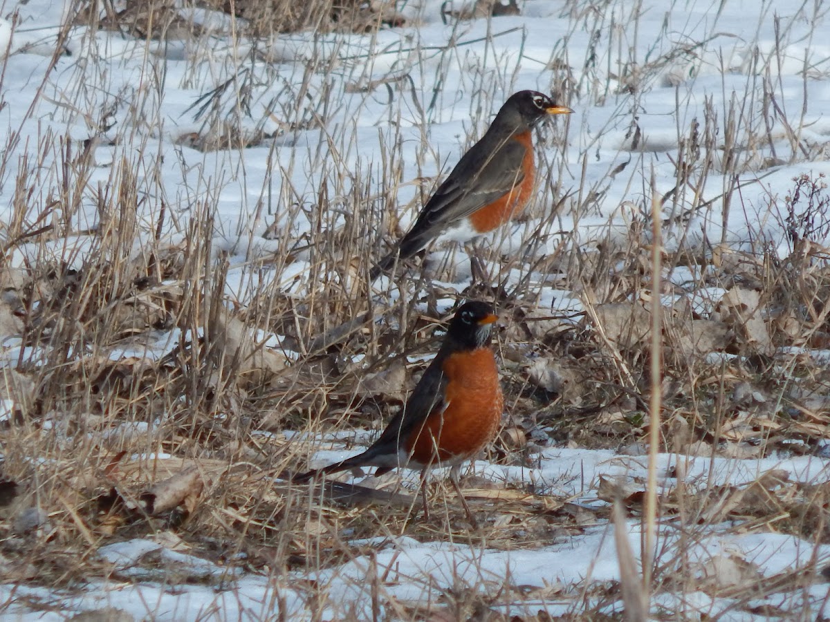 American Robin