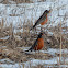 American Robin