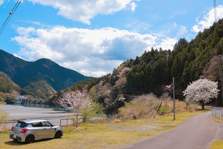 スイフトスポーツの春の風物詩と愛車・桜・川根本町・川根・川根本町へに関するカスタム事例の投稿画像12枚目