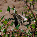 Asian Swallowtail