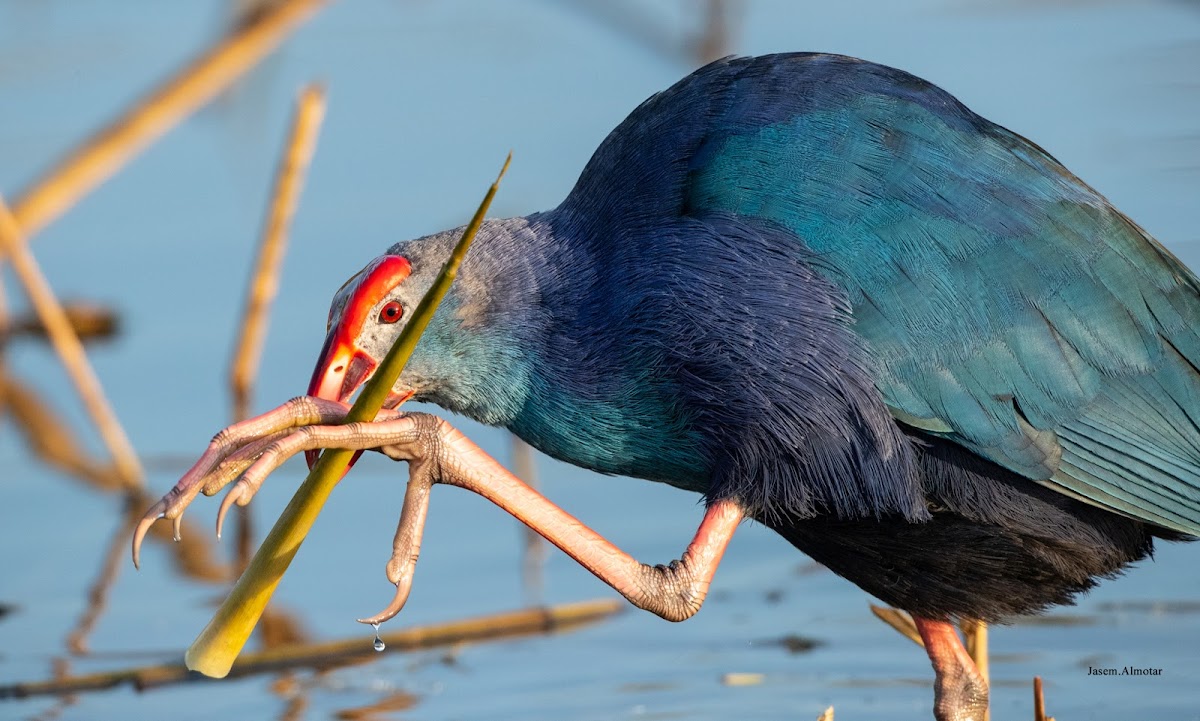 Grey-headed swamphen