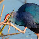 Grey-headed swamphen