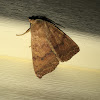 Bicolored Sallow Moth