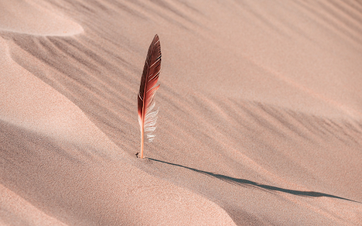 Feathers on the sand