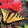 Eastern tiger swallowtail