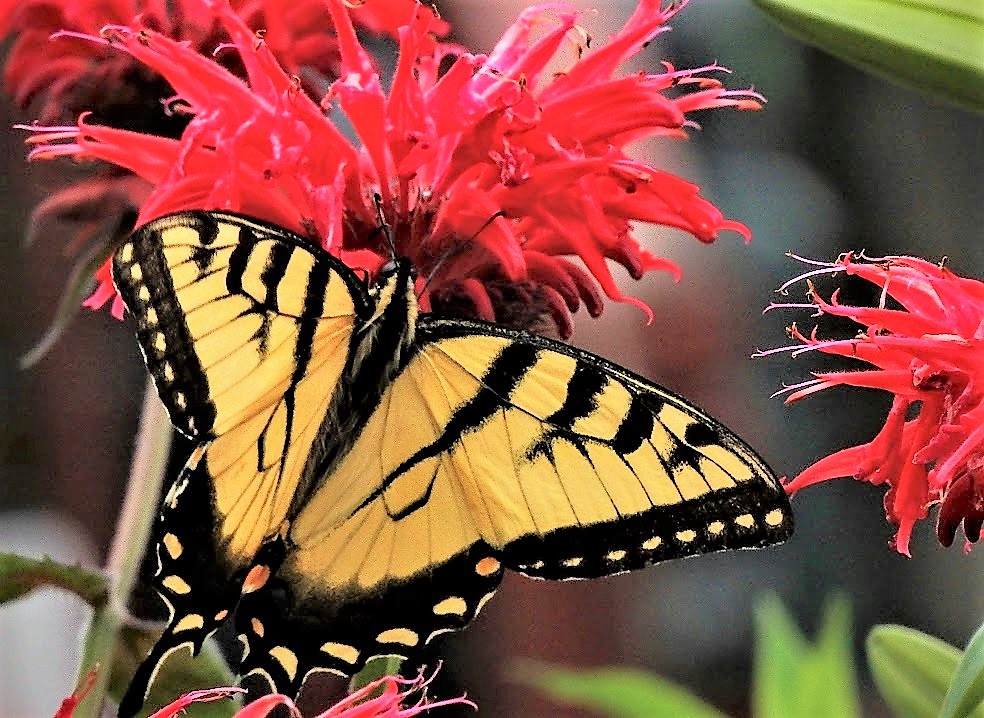 Eastern tiger swallowtail