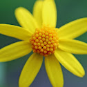 Golden Ragwort