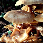 Honey Mushroom