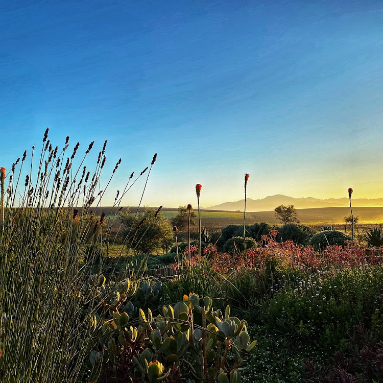 Looking out from the Vineyard Views guesthouse in Riebeek-Kasteel.