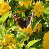 Red Admiral