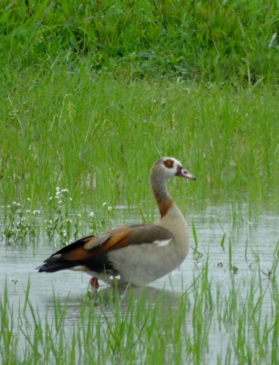 Egyptian Goose