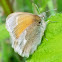 Ochre Ringlet