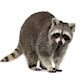 Raccoon HD Wallpapers New Tab