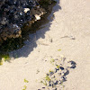 Tidepool Sculpin