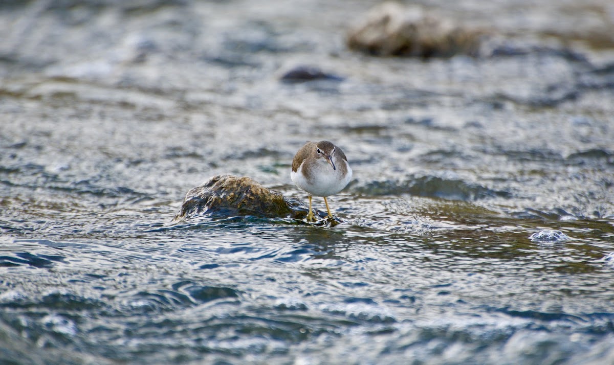 Common Sandpiper