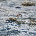 Common Sandpiper