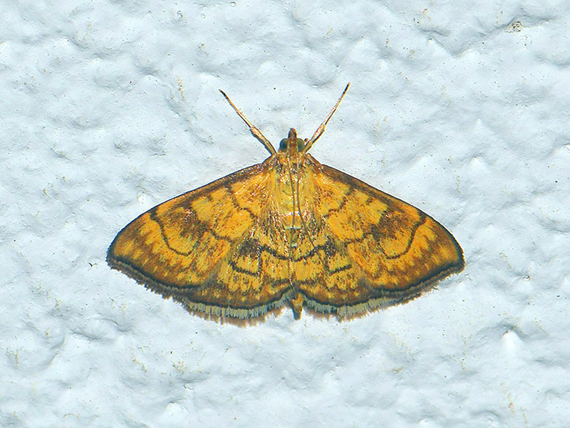 Crambidae