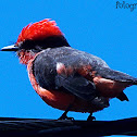 Vermilion Flycatcher