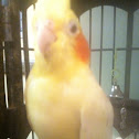 Cockatiel