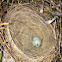 Eastern bluebird egg