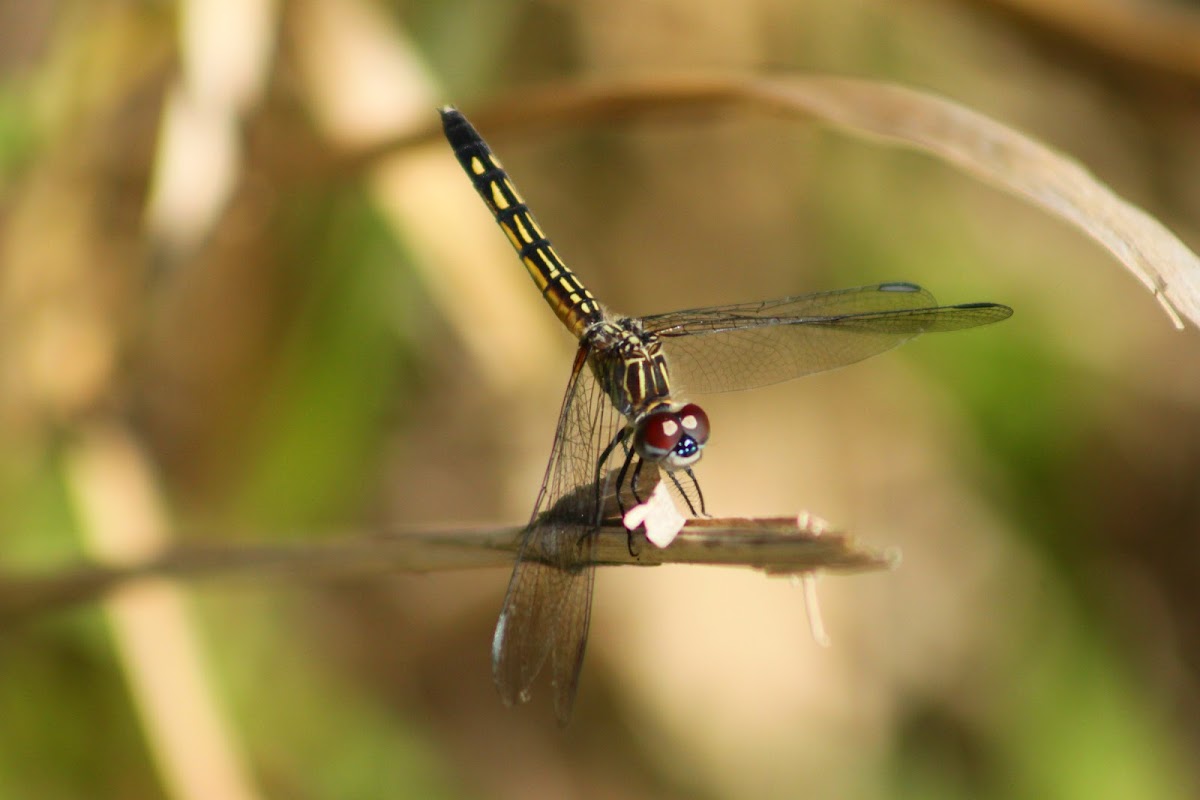 Blue Dasher Dragonfly (female)