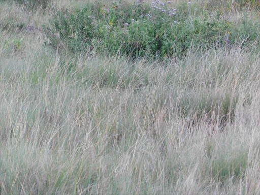 Scene where the body of Nyandarua Assembly employee's wife who was brutally murdered was discovered on Thursday evening CREDIT Ndichu Wainaina