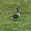 Canada Goose