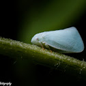 Northern Flatid Leafhopper