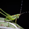 Bush Katydid (nymph)