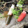 Elegant Stinkhorn