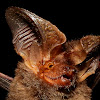 Big-Eared Bat