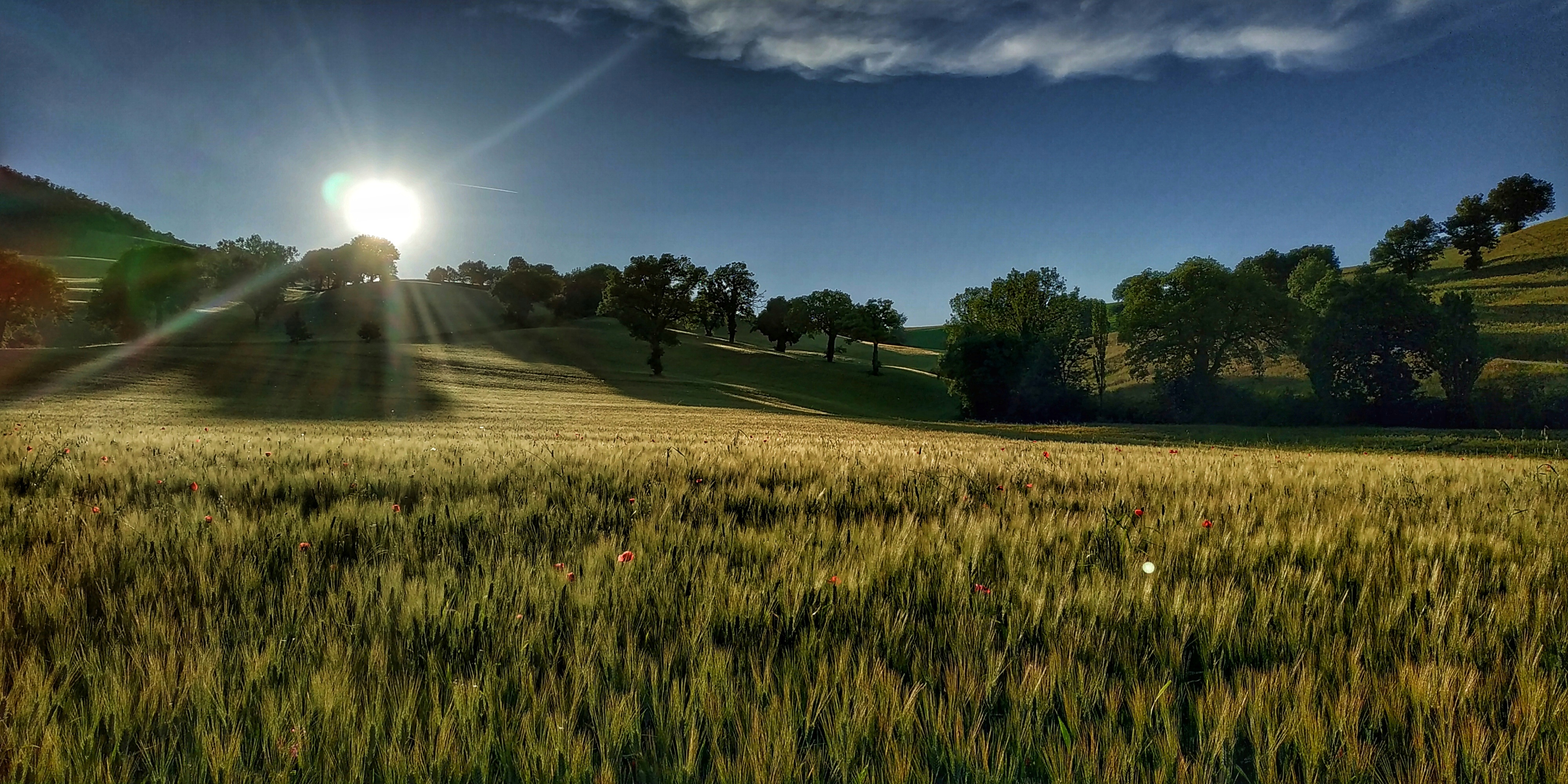 Campo di grano di leorol