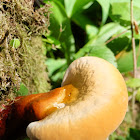 Ganoderma species