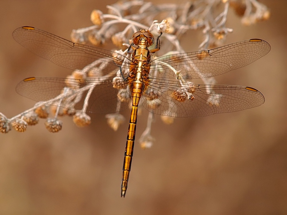 Libélula (Epaulet skimmer)