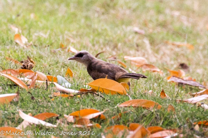 Yellow-vented Bulbul