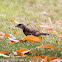 Yellow-vented Bulbul