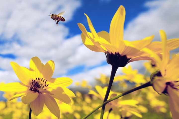 Helianthus di utente cancellato