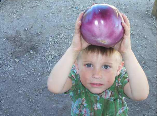 Look Grandma!  It's as big as my head!

This is my grandson Ashton with the eggplant.