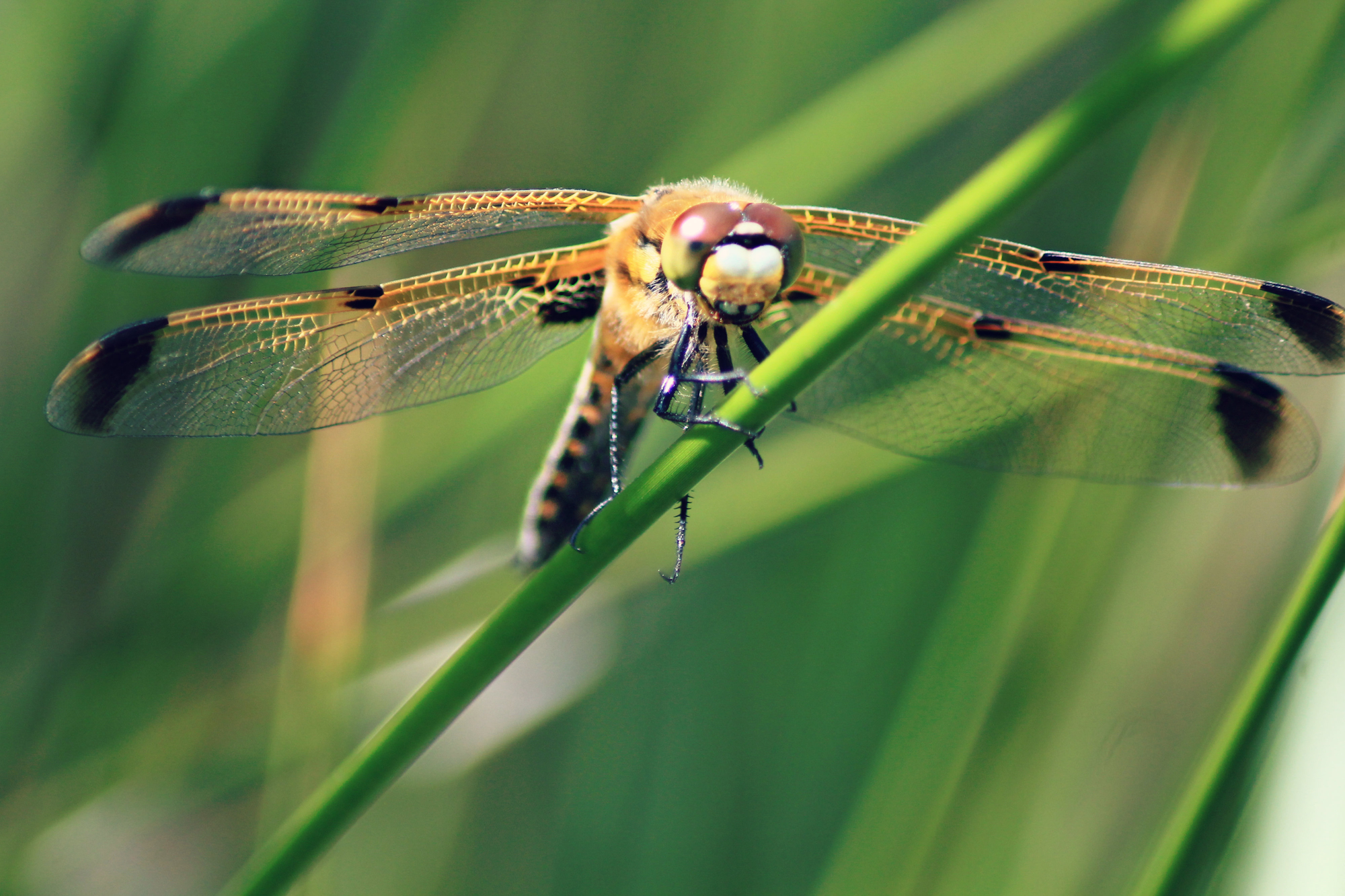 La Libellula di GaiaPerico_