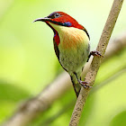 Lovely Sunbird