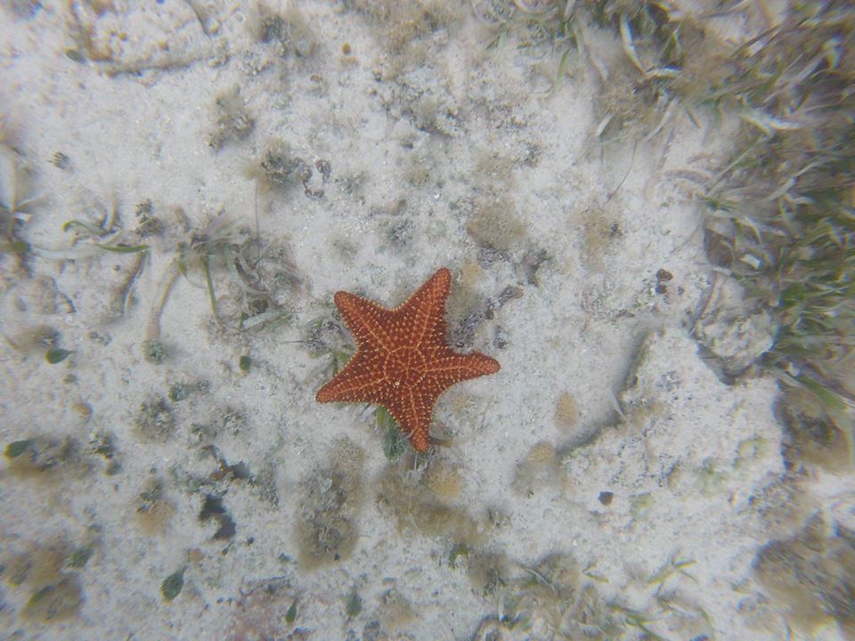 Estrella de mar