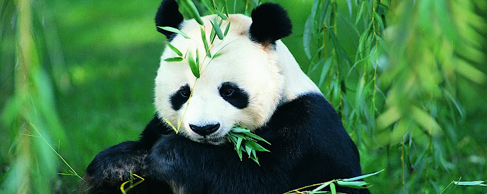 Panda Wallpaper marquee promo image