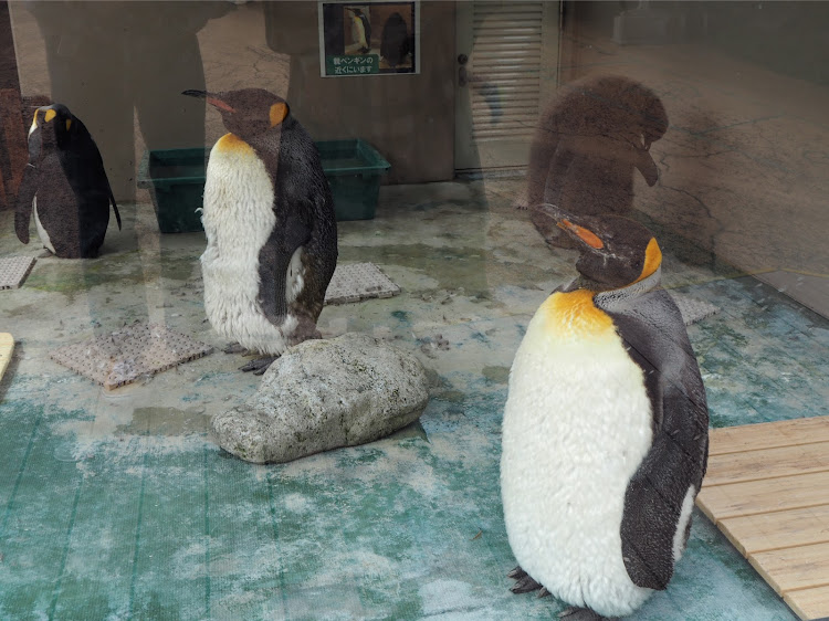 ヴィッツのヴィッツRS・新婚旅行・伊豆旅行・界アンジンに関するカスタム事例の投稿画像4枚目