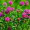Item logo image for Purple flower garden blooms