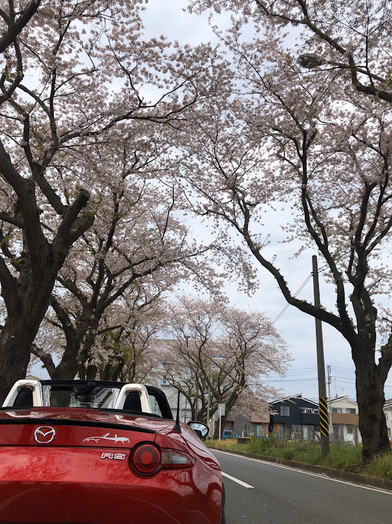 ロードスターの桜終わりかけ・ガンバレ日本・止まない雨はないし明けない夜はない・タイヤ新調・タイヤフェスタに関するカスタム事例の投稿画像4枚目