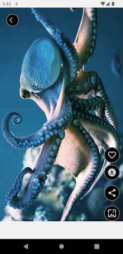 Octopus Wallpapers Offline