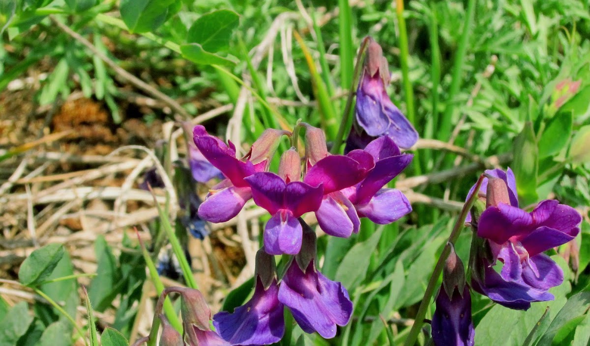 Beach pea