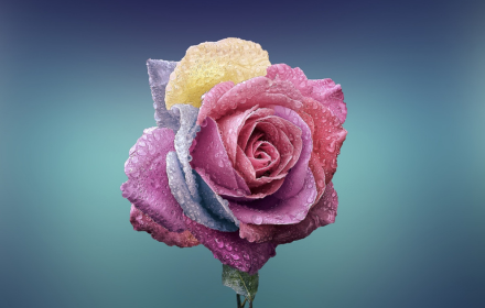 colorful roses small promo image